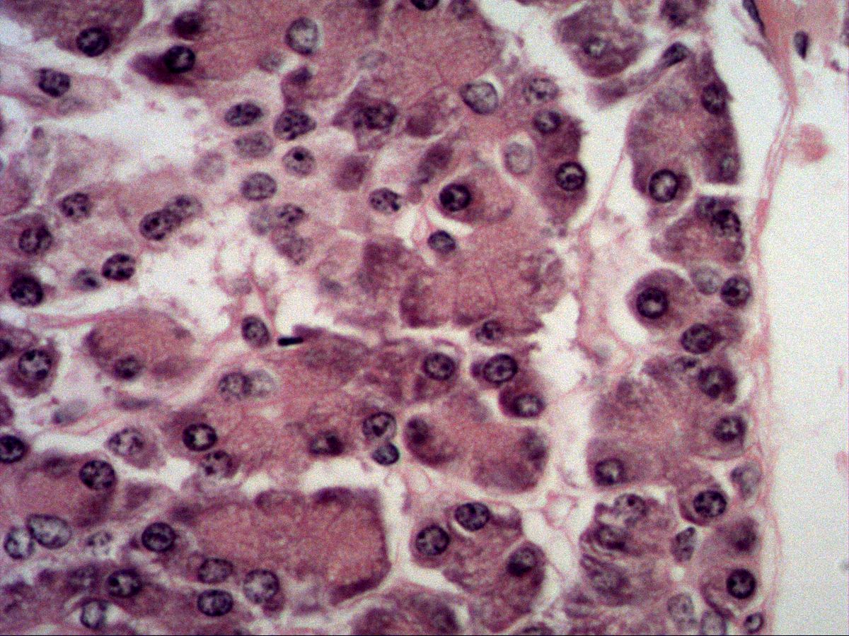 Pancreas, H&E, high magnification: islet of Langerhans with nuclei rich in pale euchromatin