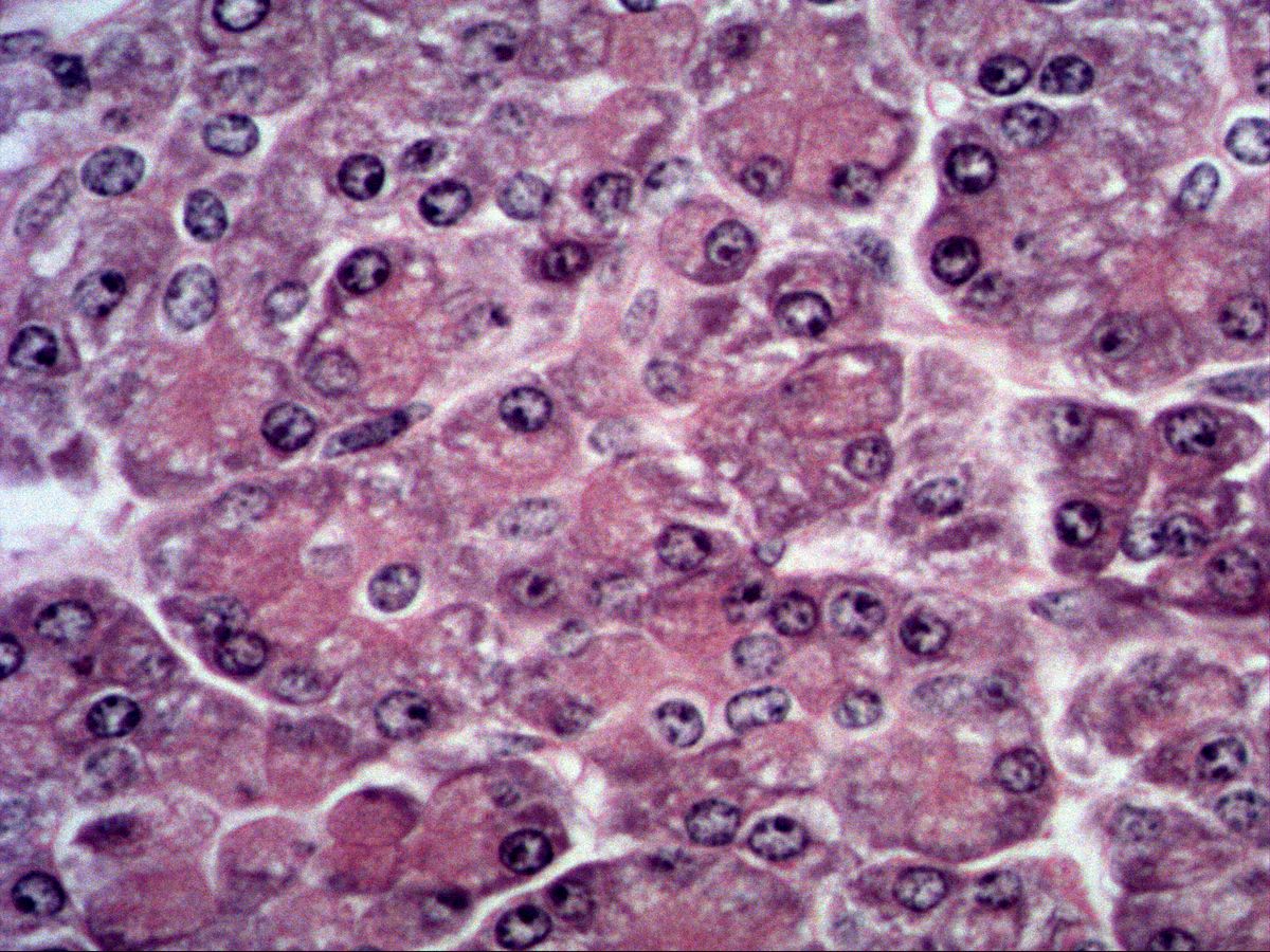 Pancreas, H&E, high magnification: polygonal glandular cells with round nuclei