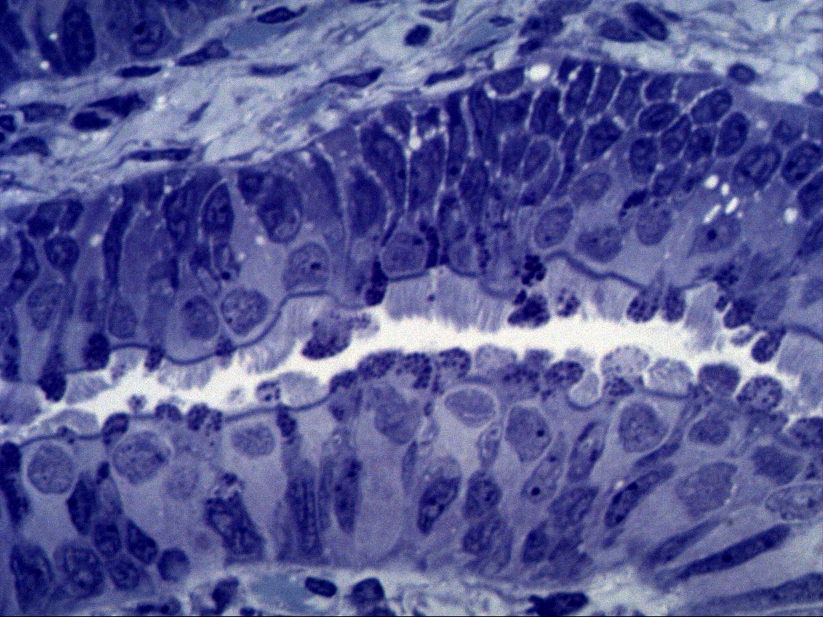 Uterine tube, semithin section, toluidine blue, high power: ciliated cells and secretory cells