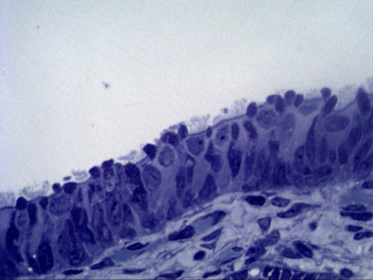 Uterine tube, semithin section, toluidine blue, high power: epithelium with cilia and lamina propria