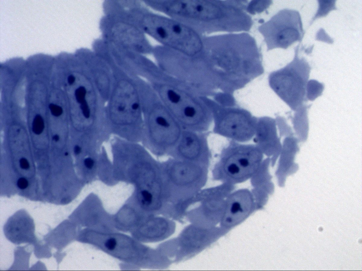Pig embryo, semithin section, Richardson stain: epiblast cells and emigrating mesenchymal cells