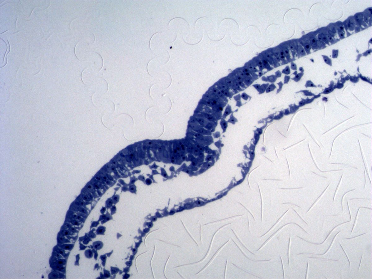Gastrulation, semithin section, Richardson stain: epiblast, mesenchyme and hypoblast