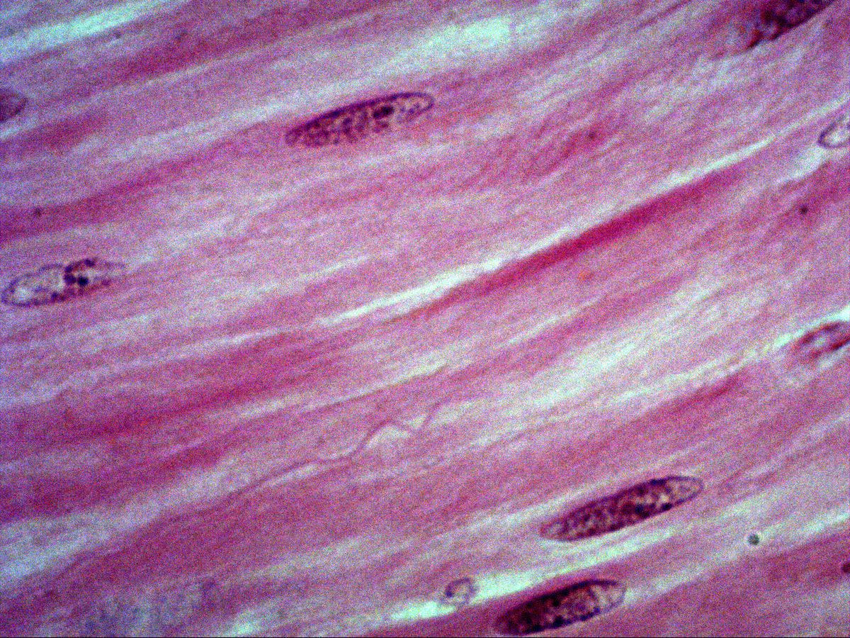 Smooth muscle cells in longitudinal section, H&E, high magnification, oval central nuclei