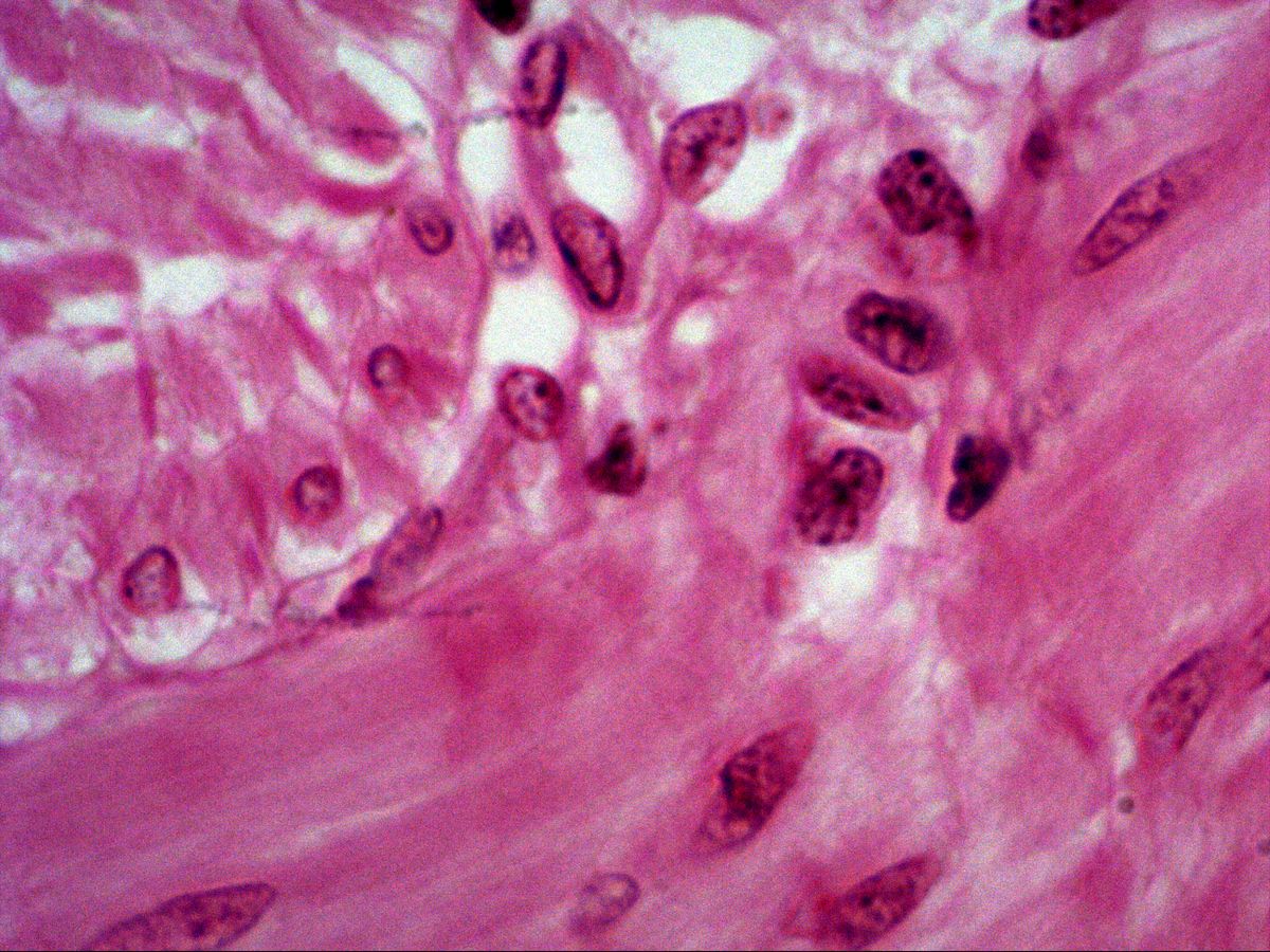 Smooth muscle, H&E, high magnification, border between two muscle layers