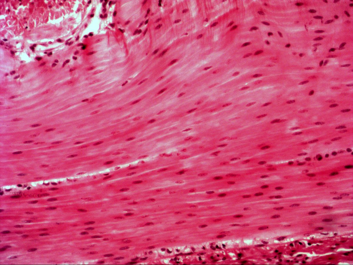 Smooth muscle in longitudinal section, H&E, medium magnification, many cigar-shaped nuclei