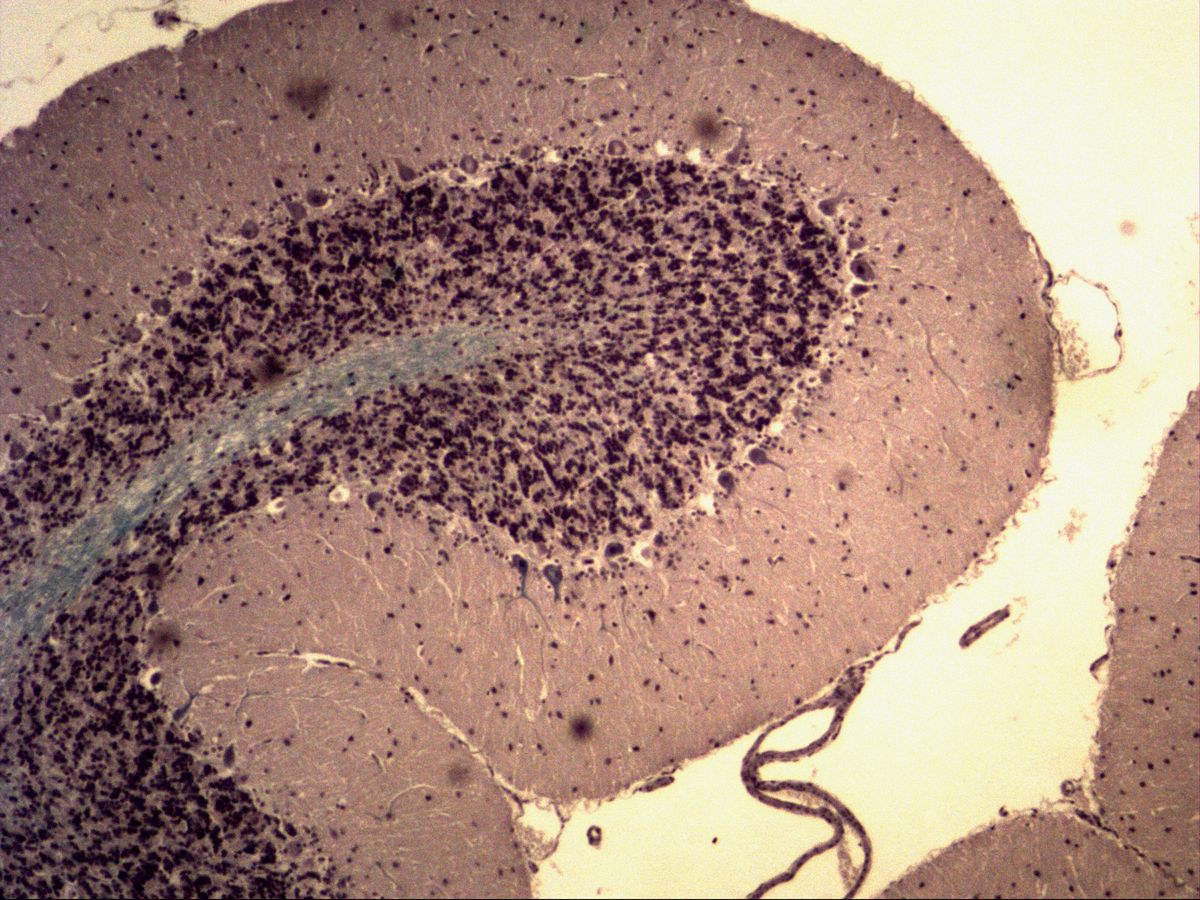 Cerebellar cortex, Fast Blue, overview: blue white matter, dark granular layer and pale molecular layer