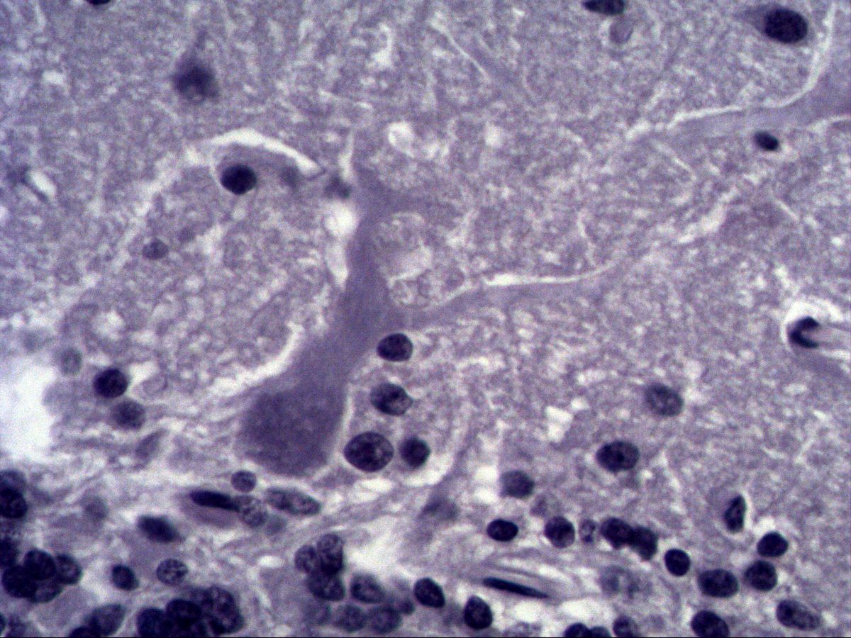 Purkinje cell above the granular layer, Fast Blue, high magnification