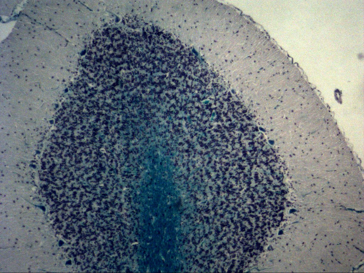 Cerebellar folium, Fast Blue, overview with white matter, granular and molecular layers