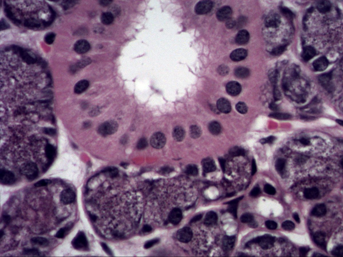 Submandibular gland, H&E, high magnification: striated duct in cross-section with serous acini