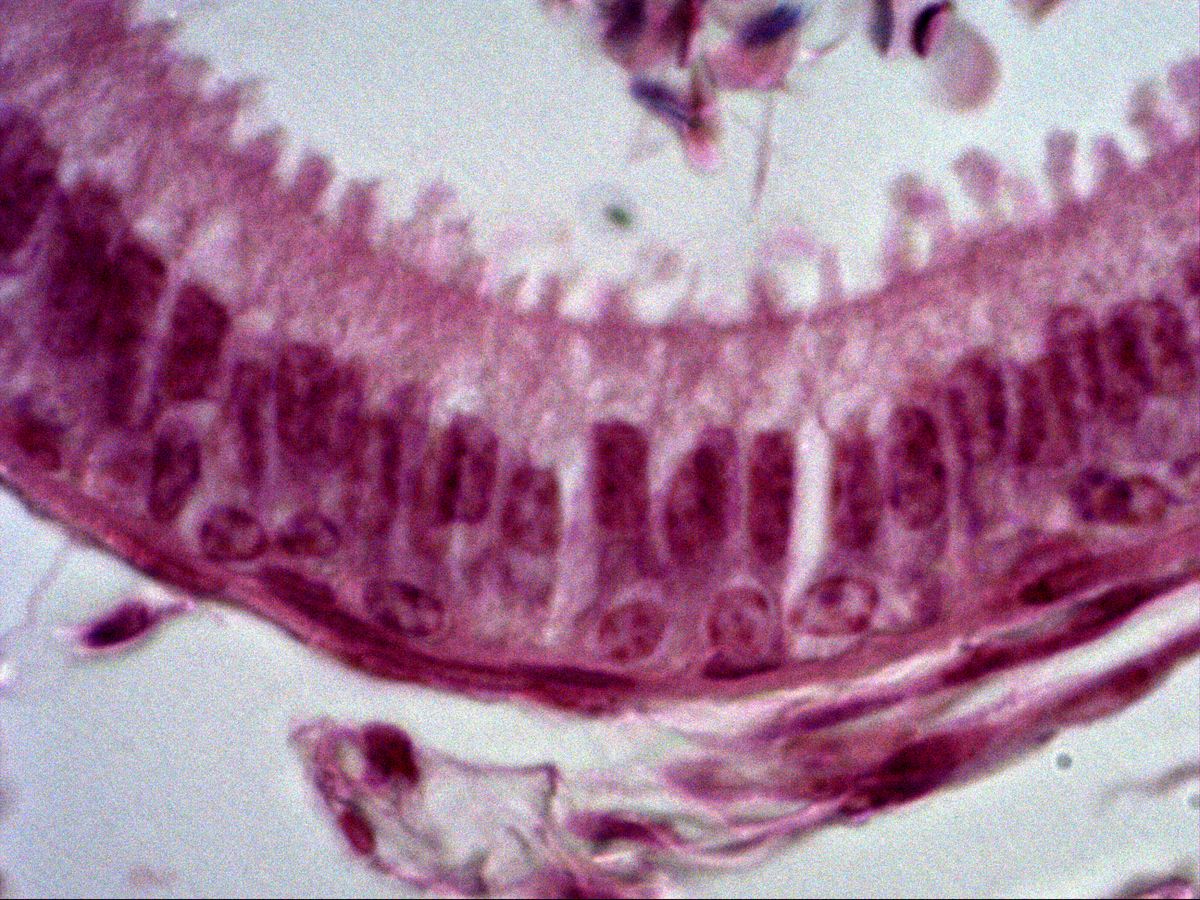 Epididymis, H&E, high power: principal cells, basal cells and stereocilia