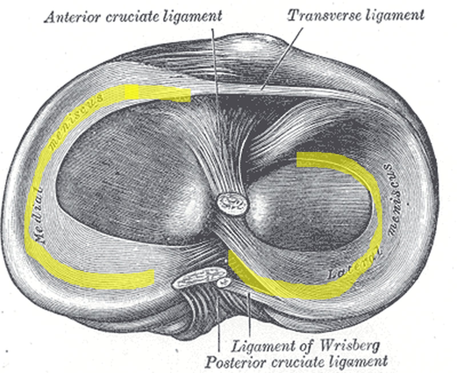 Ligaments of the knee