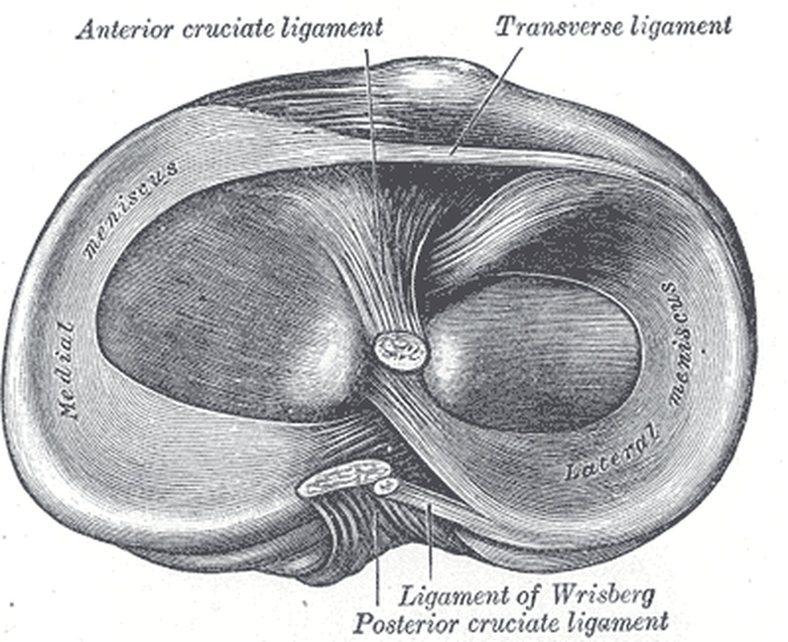 Head of the tibia from above with the medial and lateral menisci highlighted in yellow (Gray)