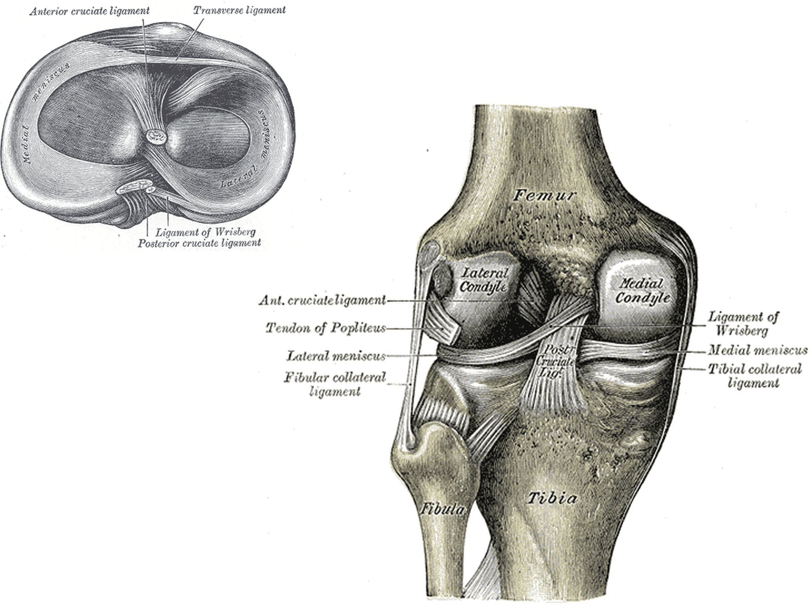 Tibial head from above and knee from behind; cruciate attachments and posterior cruciate ligament in yellow (Gray)