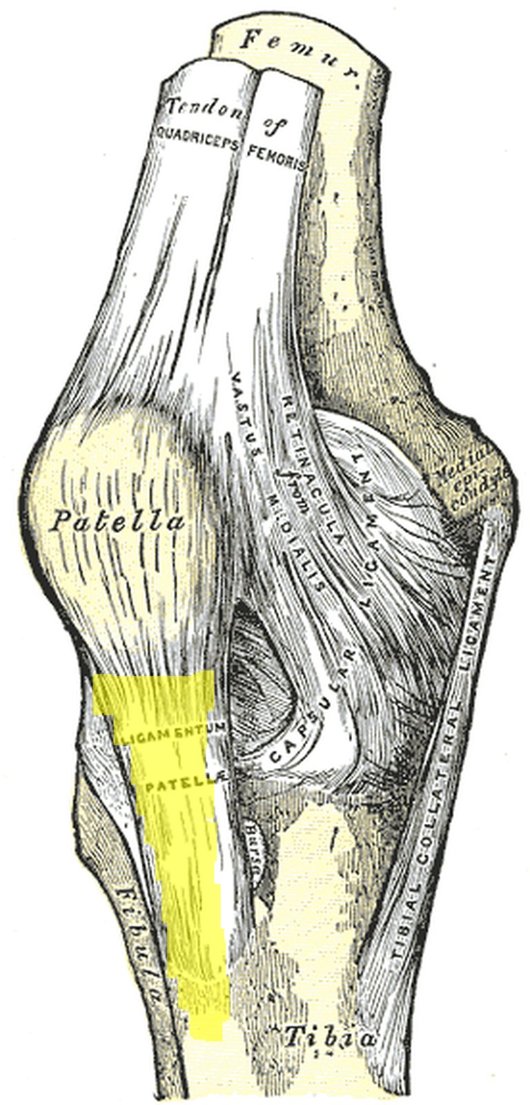 Knee joint from the front with the patellar ligament below the patella highlighted in yellow (Gray)