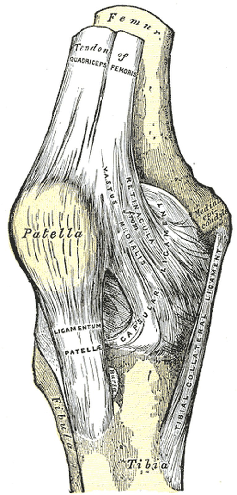 Knee joint from the front with the patellar ligament below the patella highlighted in yellow (Gray)