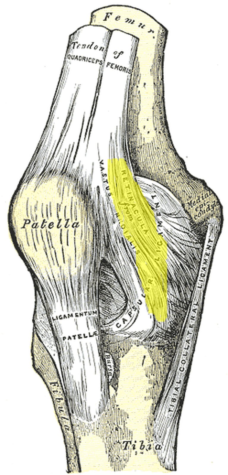 Knee joint from the front with the medial patellar retinaculum highlighted in yellow (Gray)