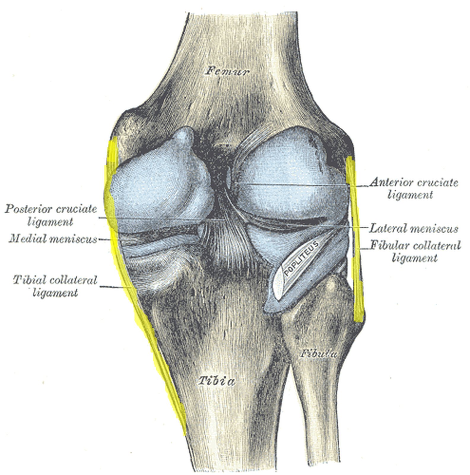 Knee joint from behind with the tibial and fibular collateral ligaments highlighted in yellow (Gray)