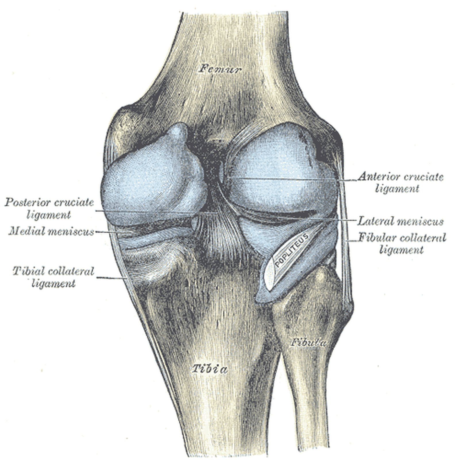Knee joint from behind with the tibial and fibular collateral ligaments highlighted in yellow (Gray)