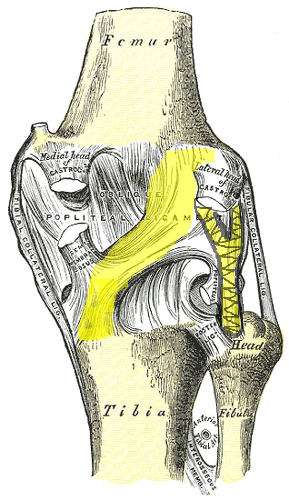 Knee joint from behind; oblique and arcuate popliteal ligaments highlighted in yellow (Gray)