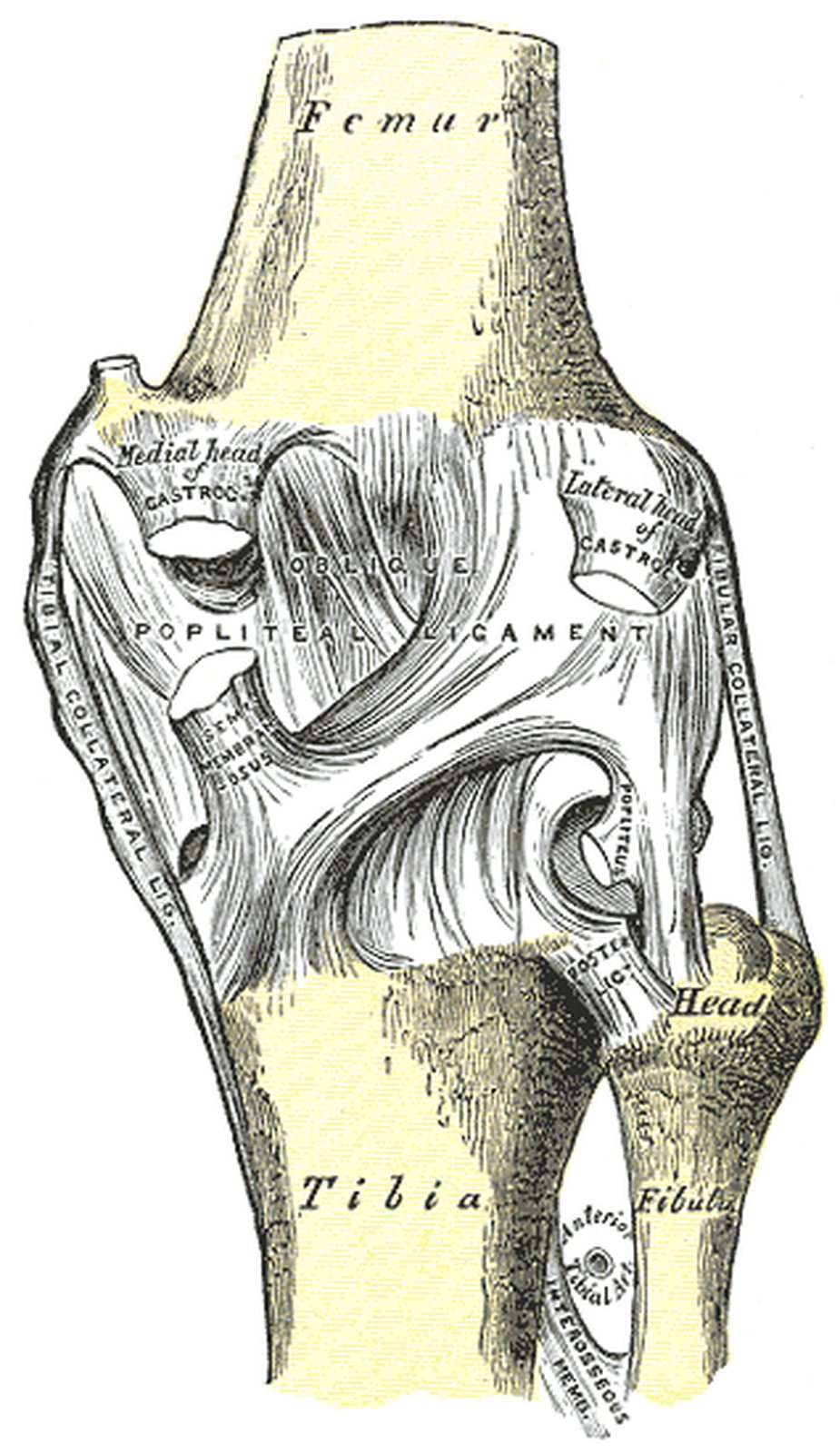 Knee joint from behind; oblique and arcuate popliteal ligaments highlighted in yellow (Gray)