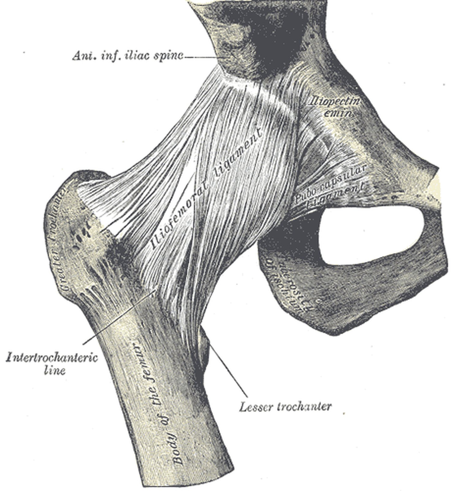 Right hip joint from the front with the iliofemoral ligament highlighted in yellow (Gray)