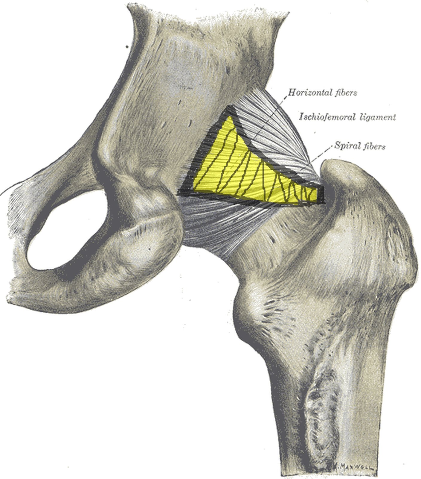 Hip joint from behind with the ischiofemoral ligament highlighted in yellow (Gray)