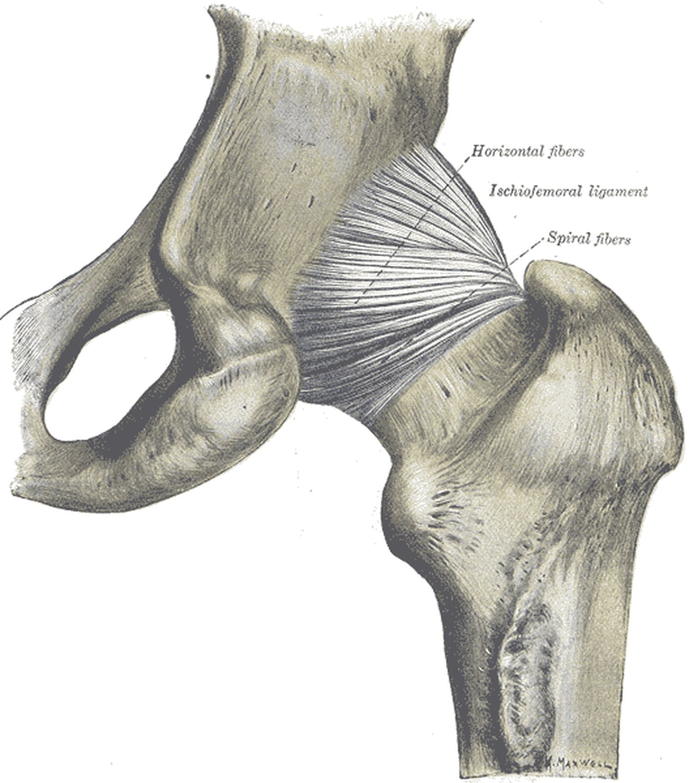 Hip joint from behind with the ischiofemoral ligament highlighted in yellow (Gray)
