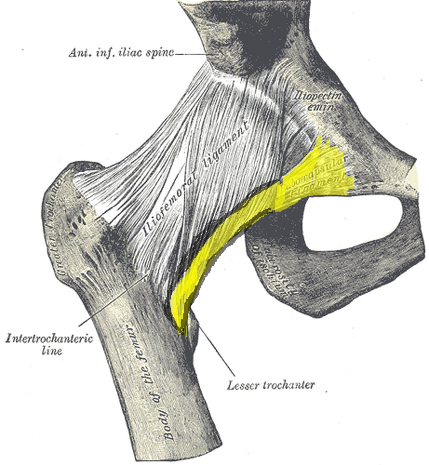 Hip joint from the front with the pubofemoral ligament (Gray: pubocapsular ligament) highlighted in yellow