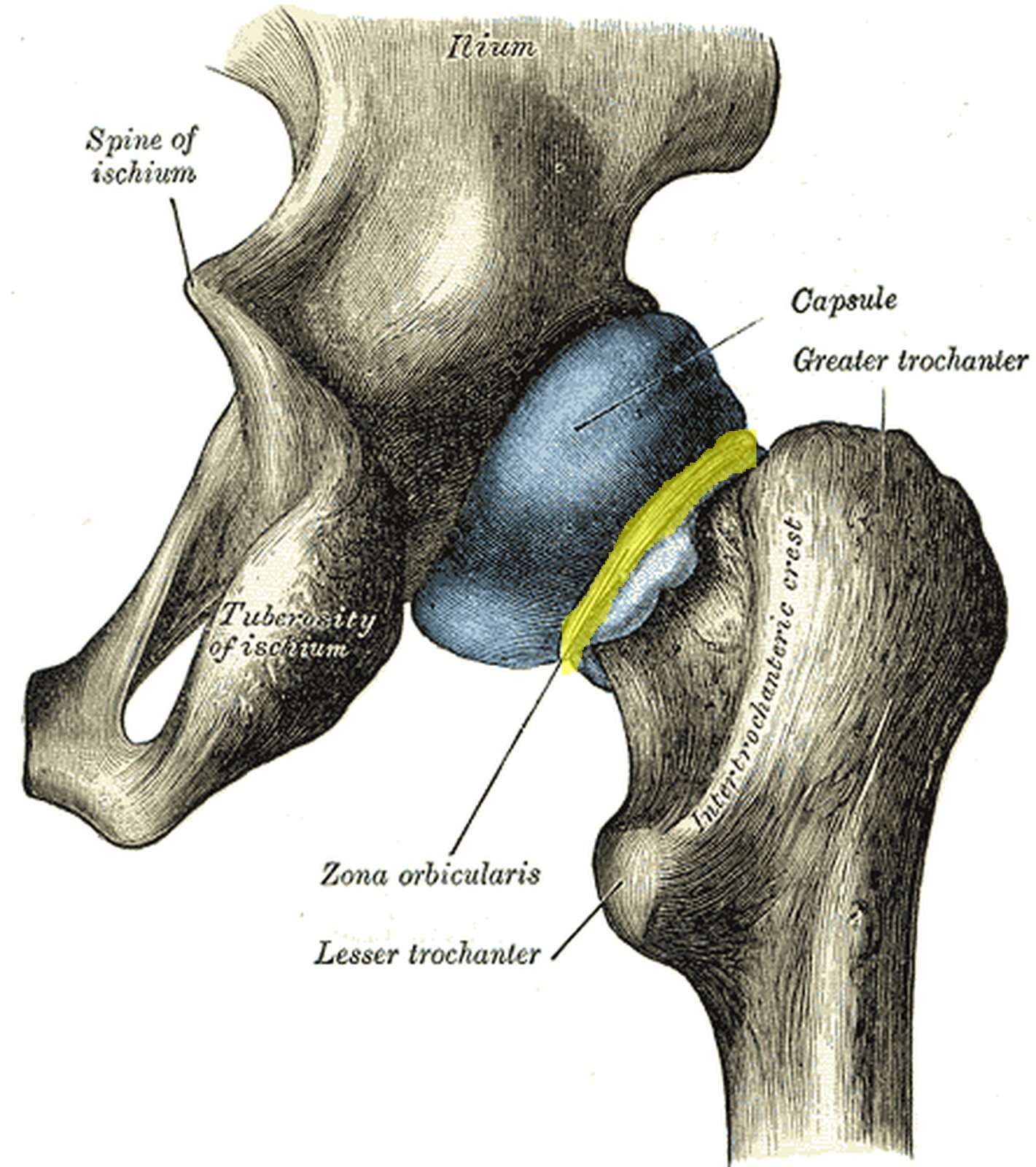Hip joint from behind with blue capsule and the zona orbicularis around the femoral neck in yellow (Gray)