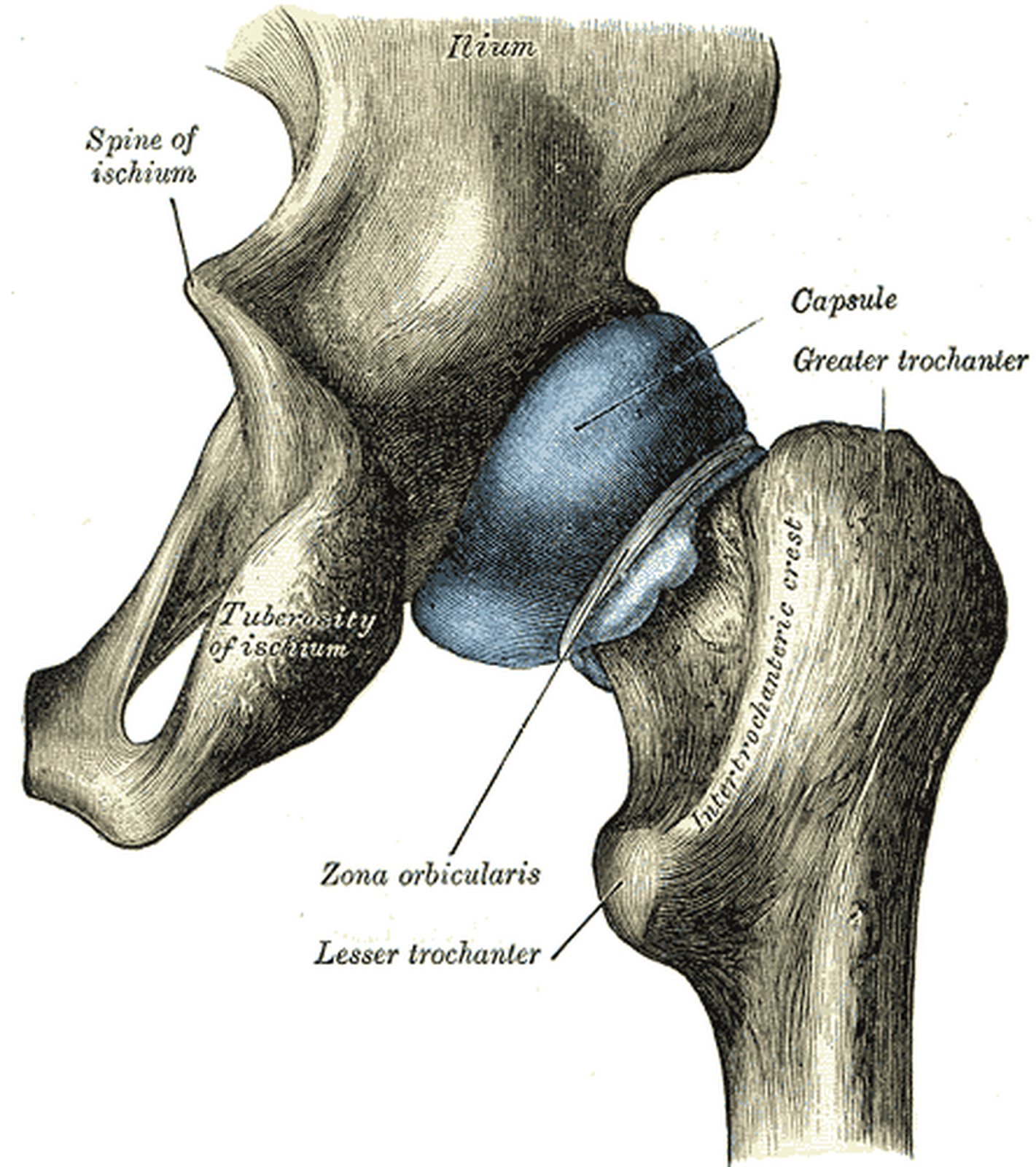 Hip joint from behind with blue capsule and the zona orbicularis around the femoral neck in yellow (Gray)