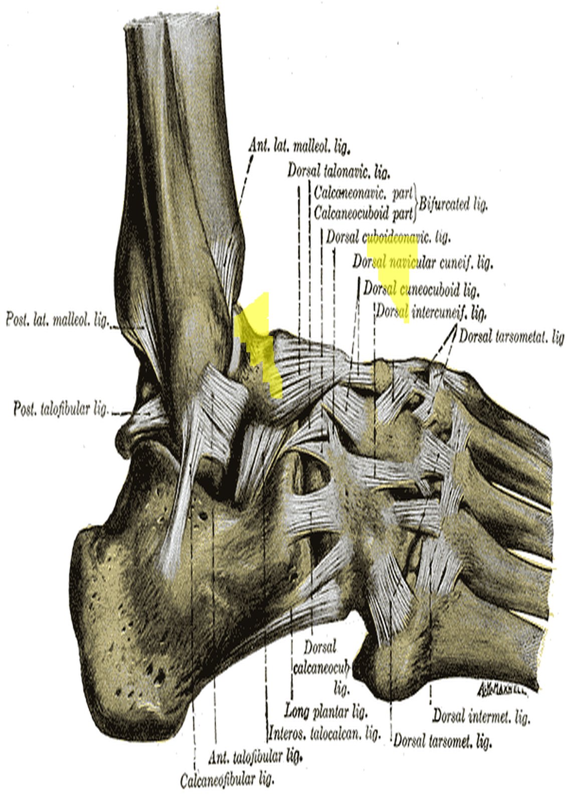 Ligaments of the ankle and foot