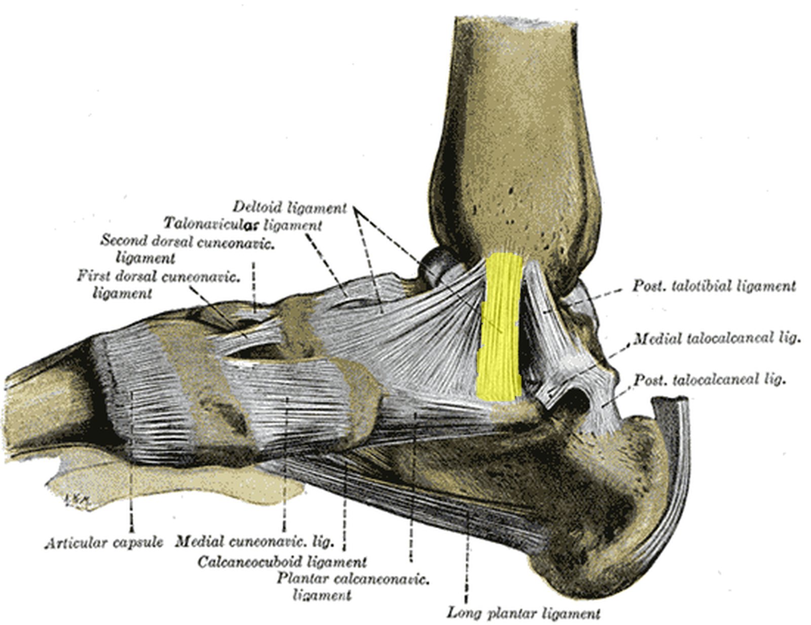 Foot from the medial side; tibiocalcaneal part of the deltoid ligament highlighted in yellow (Gray)