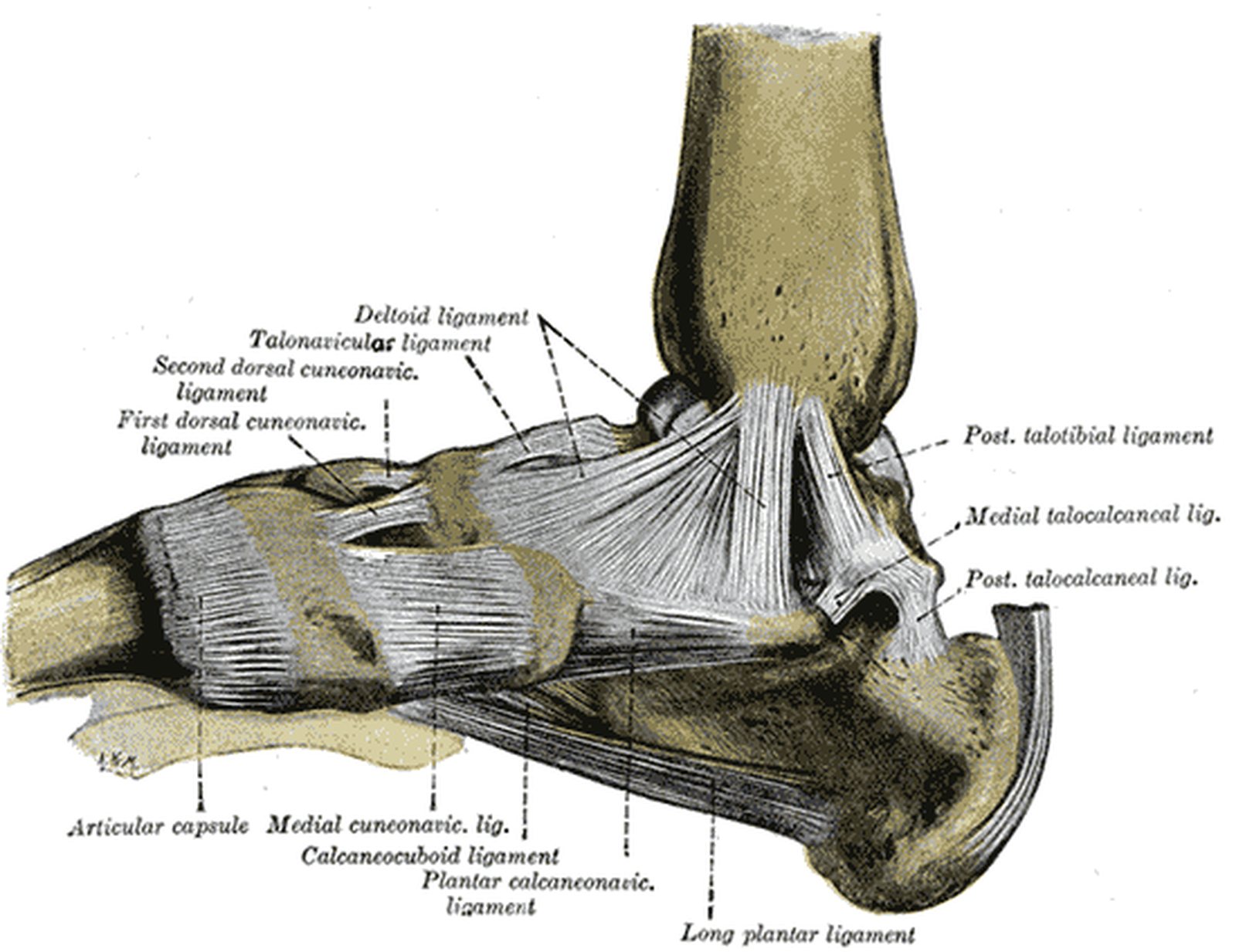 Foot from the medial side; tibiocalcaneal part of the deltoid ligament highlighted in yellow (Gray)