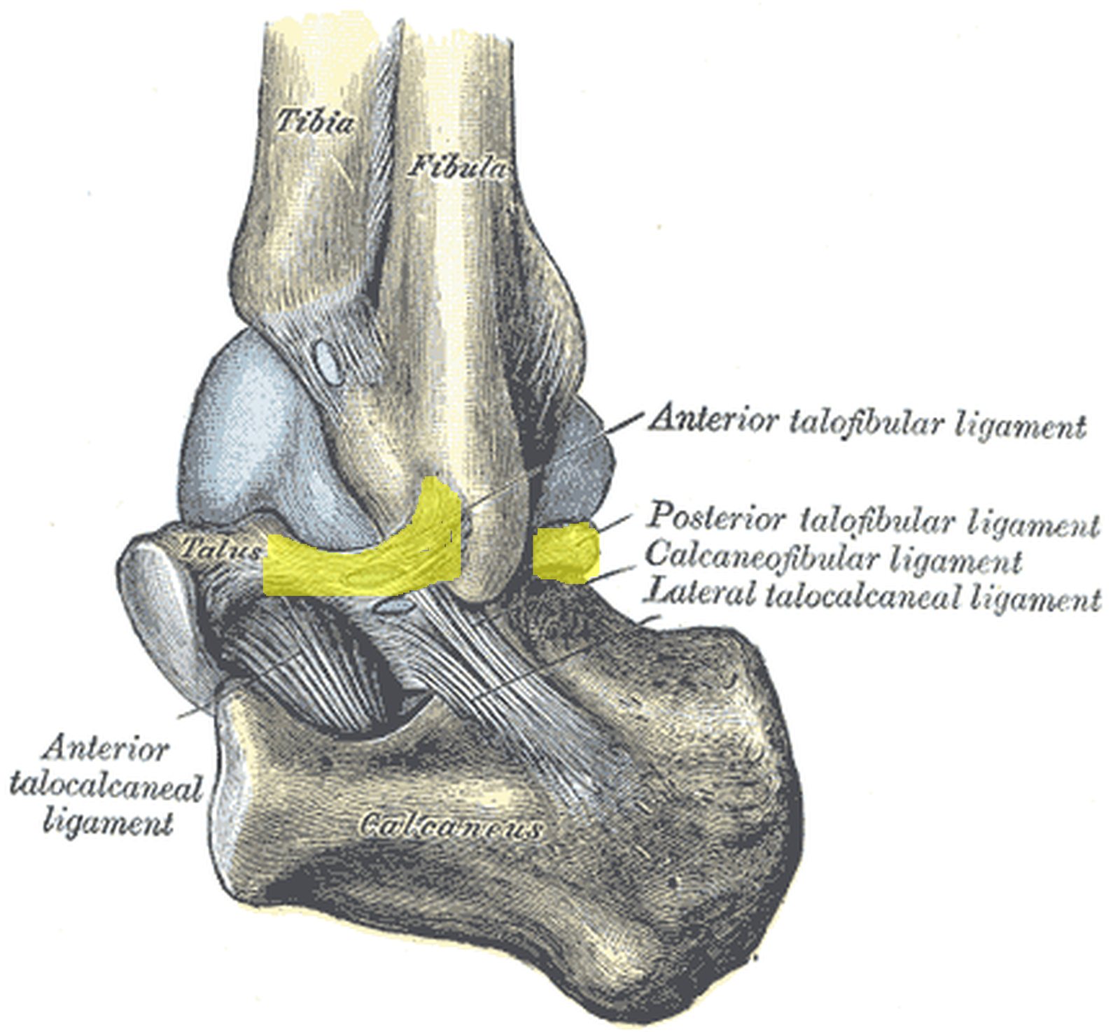 Ankle from posterolateral; anterior and posterior talofibular ligaments highlighted in yellow (Gray)