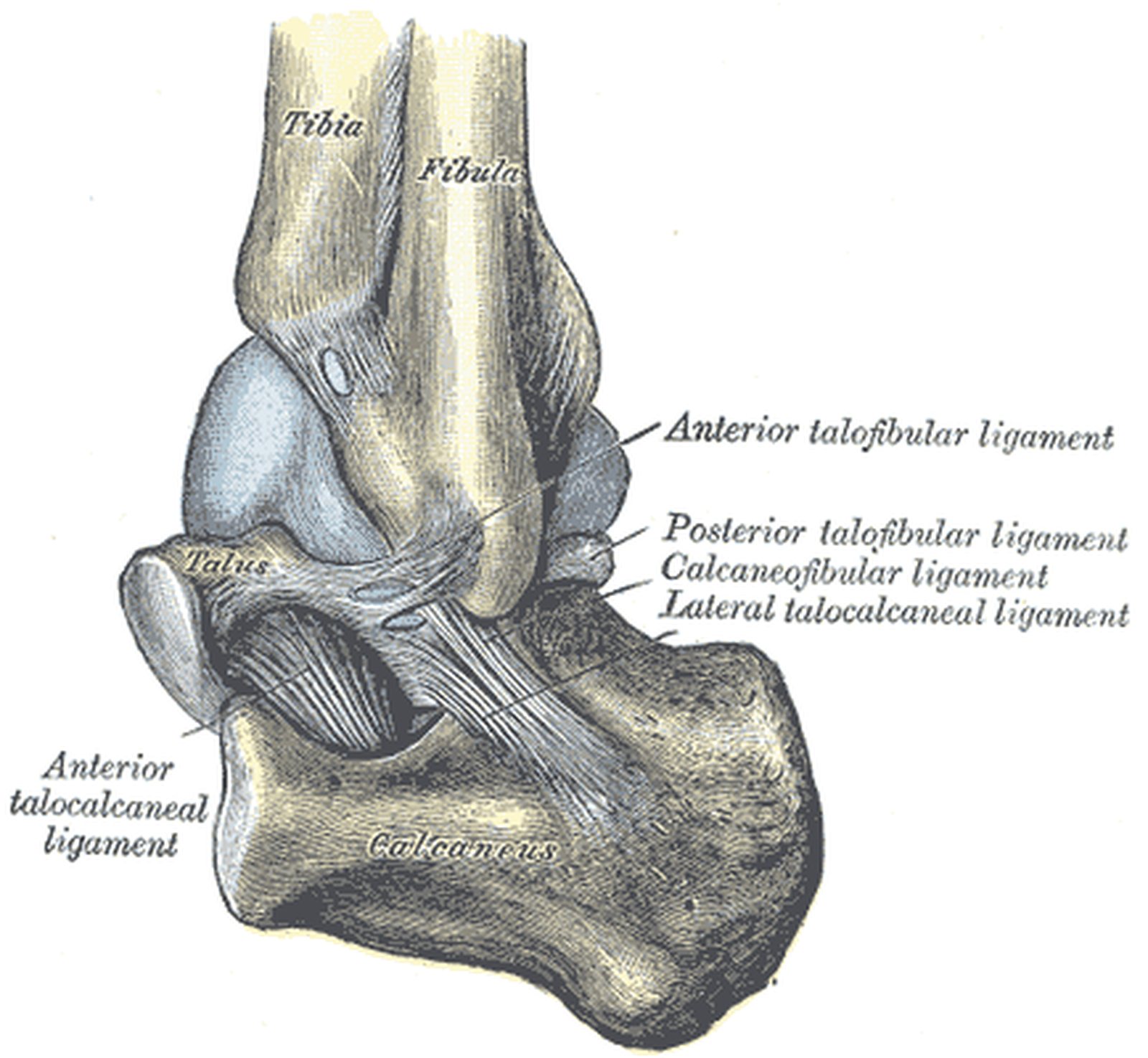 Ankle from posterolateral; anterior and posterior talofibular ligaments highlighted in yellow (Gray)