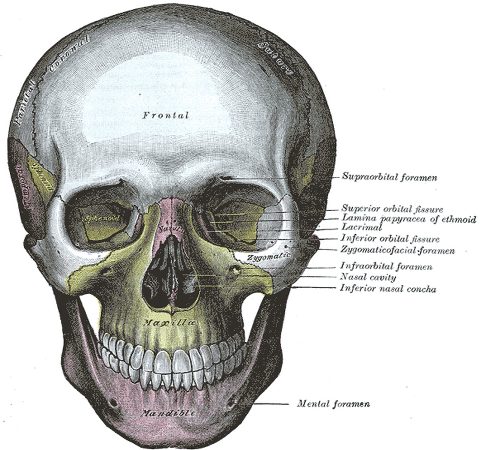 Skull from the front with the superior and inferior orbital fissures labelled (Gray)