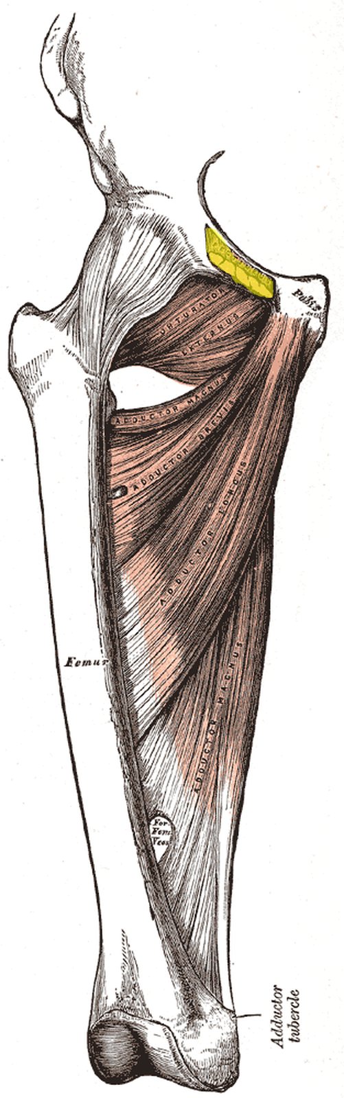 Thigh from the front with adductors; origin of pectineus on the pubis highlighted in yellow (Gray)