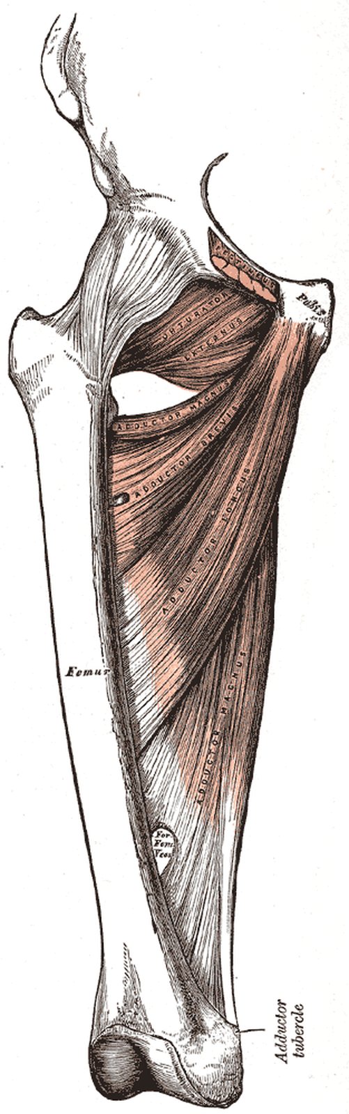 Thigh from the front with adductors; origin of pectineus on the pubis highlighted in yellow (Gray)