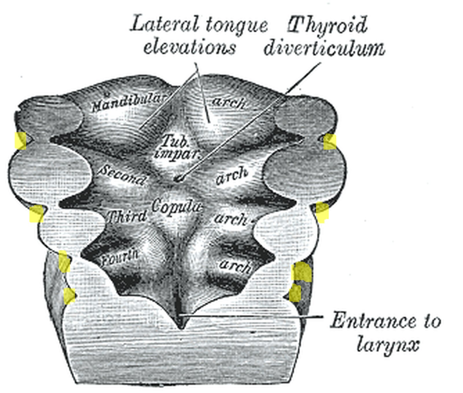 Embryonic pharyngeal arch region; clefts on the outer margin between the arches highlighted in yellow (Gray)