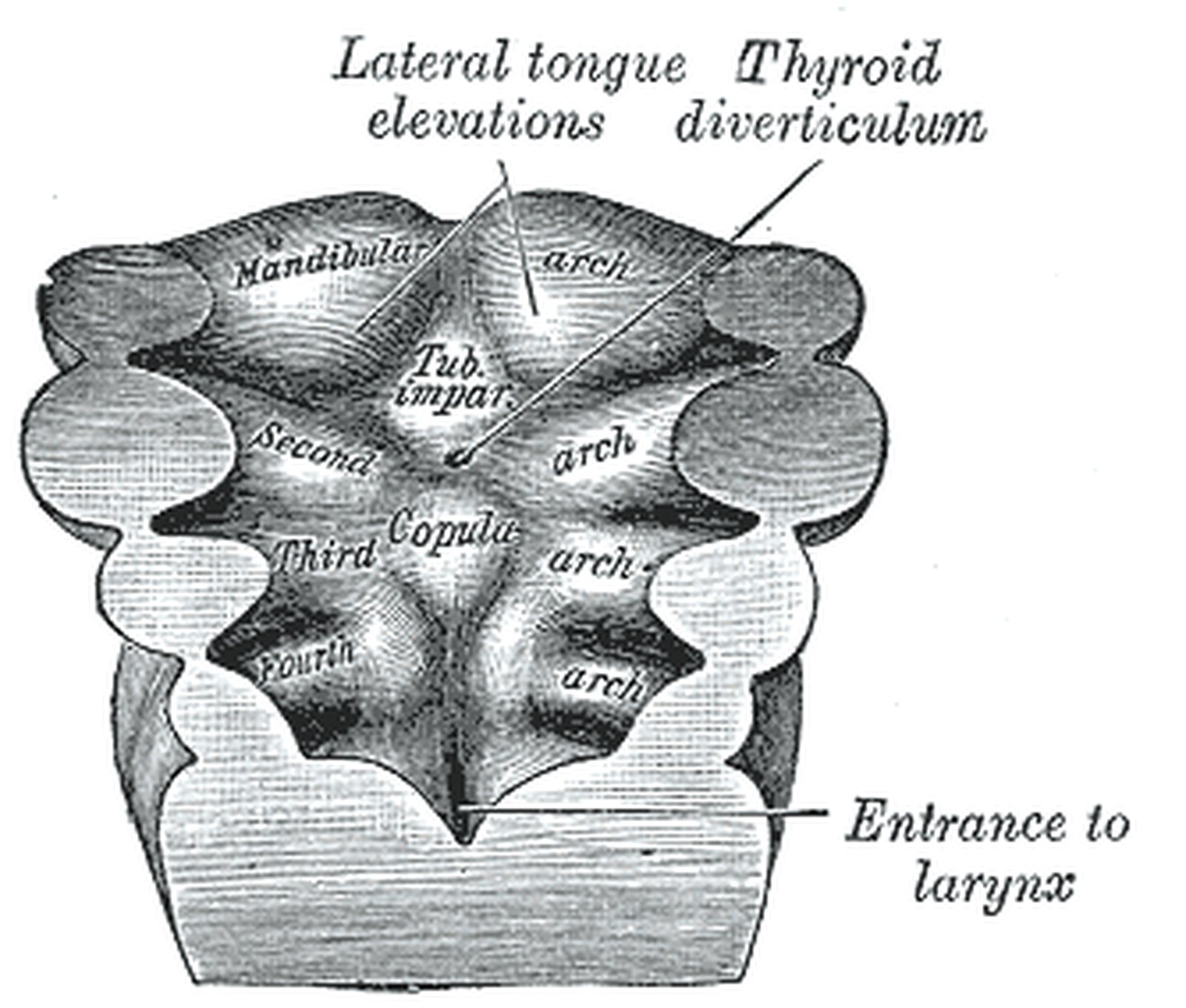 Embryonic pharyngeal arch region; clefts on the outer margin between the arches highlighted in yellow (Gray)
