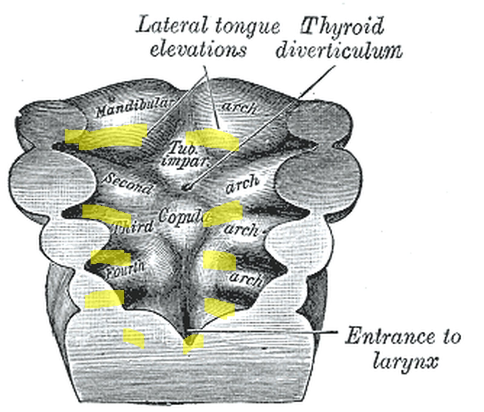 Floor of the embryonic pharynx; mandibular arch and 2nd to 4th pharyngeal arches highlighted in yellow (Gray)